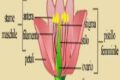 IL FIORE COME ORGANO RIPRODUTTIVO DELLE PIANTE