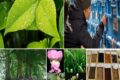 LE ORIGINI E LO SVILUPPO DELLA BIOLOGIA VEGETALE
