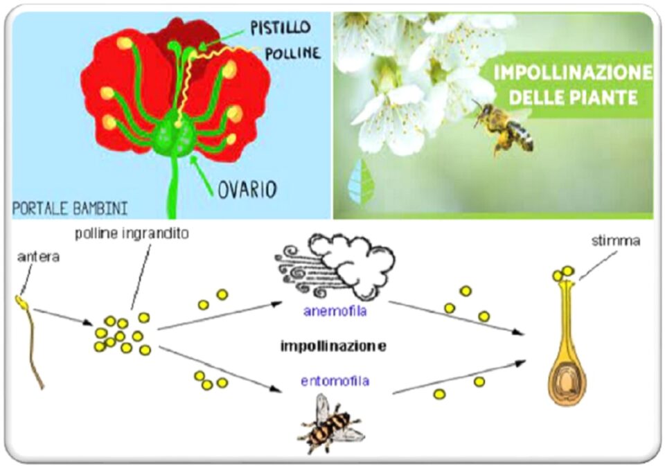 come avviene l’impollinazione nelle piante