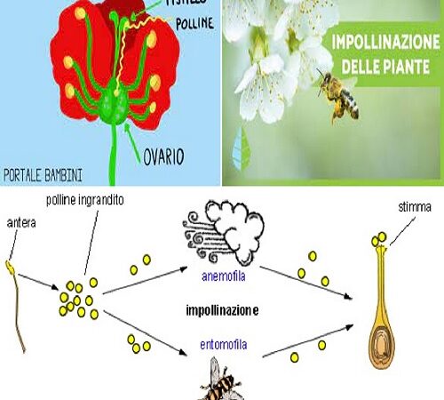 come avviene l’impollinazione nelle piante.
