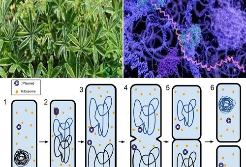 l’apomissia nella riproduzione agamica.