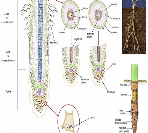 la zona pilifera della radice delle piante.