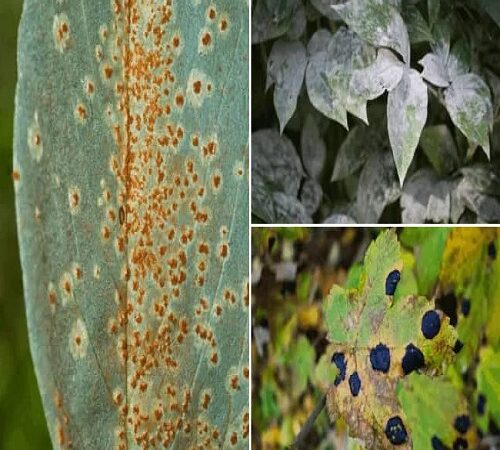 cosa si intende per patologia vegetale.