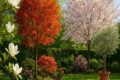 ALBERI ORNAMENTALI: ELEGANZA E COLORE PER OGNI SPAZIO VERDE